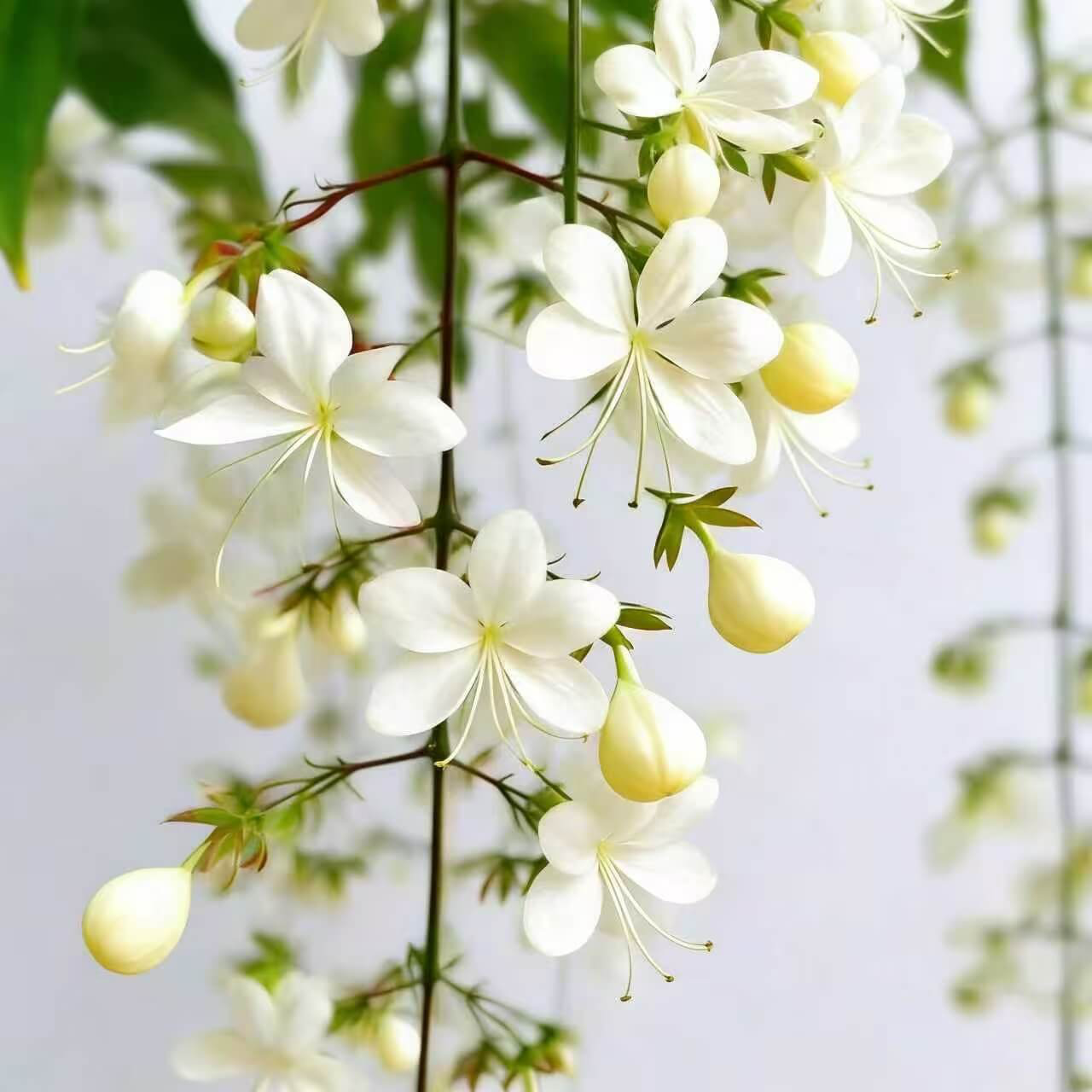 Winter-Friendly Hanging Jasmine—Dreamy Indoor Flower🌿❄️
