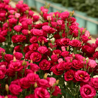 Sowing Lisianthus Flower Seeds for All Seasons🌿Suitable for Beginners
