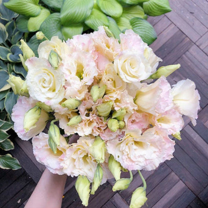 Sowing Lisianthus Flower Seeds for All Seasons🌿Suitable for Beginners