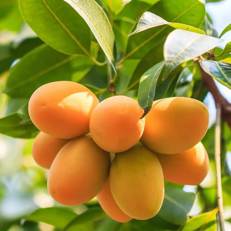 10PCS Extra-Sweet Superior Pink Mango for Plant seeds