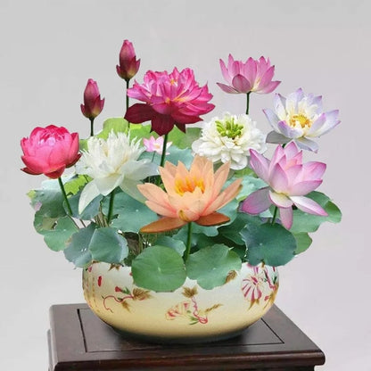 🌸[7 days germination]💐The Sacred Bonsai Bowl Lotus Flower Potted Plant