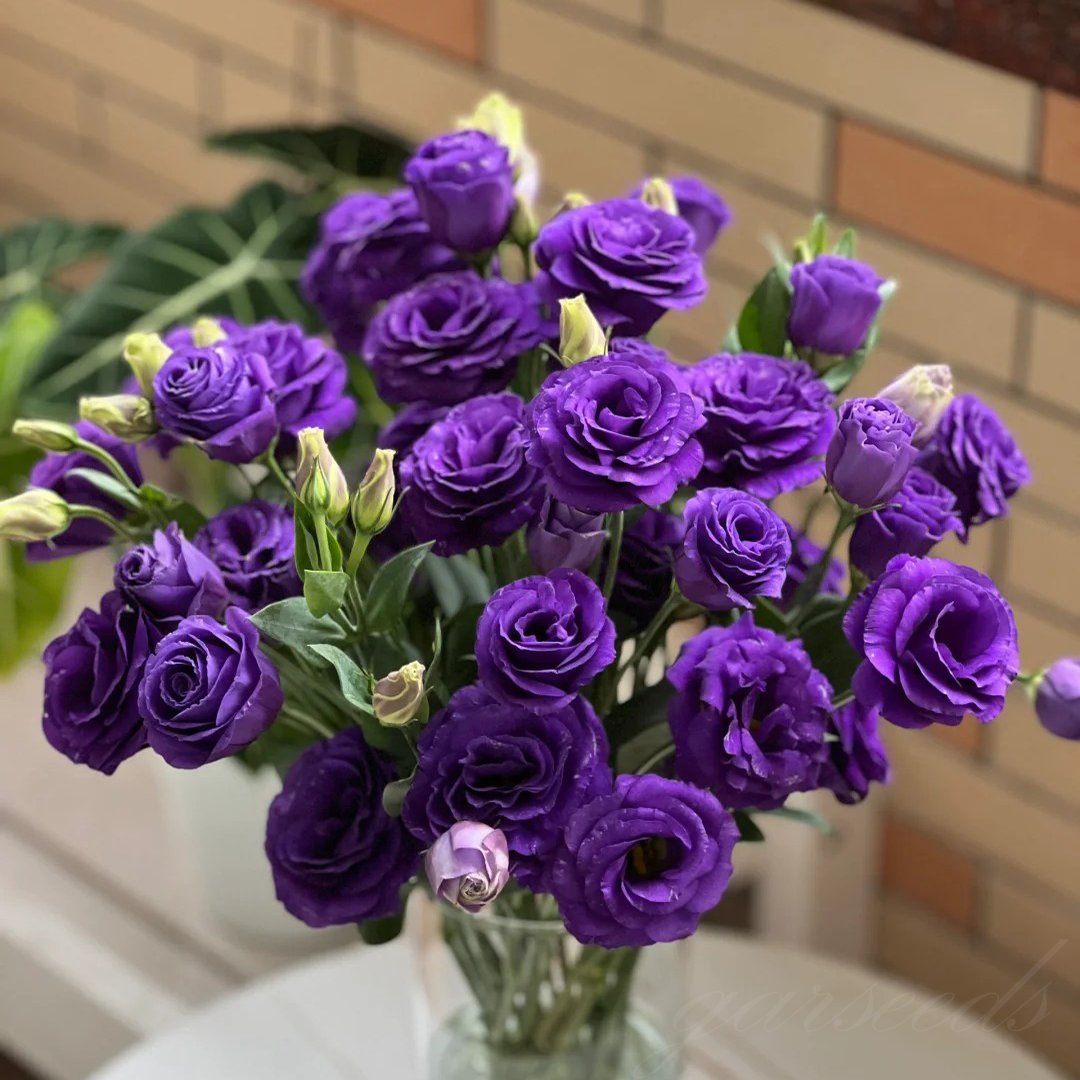Sowing Lisianthus Flower Seeds for All Seasons🌿Suitable for Beginners
