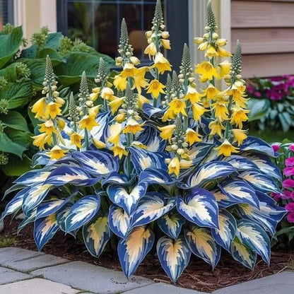 Premium Rare Hosta Seeds🌿Shade-Tolerant Plant
