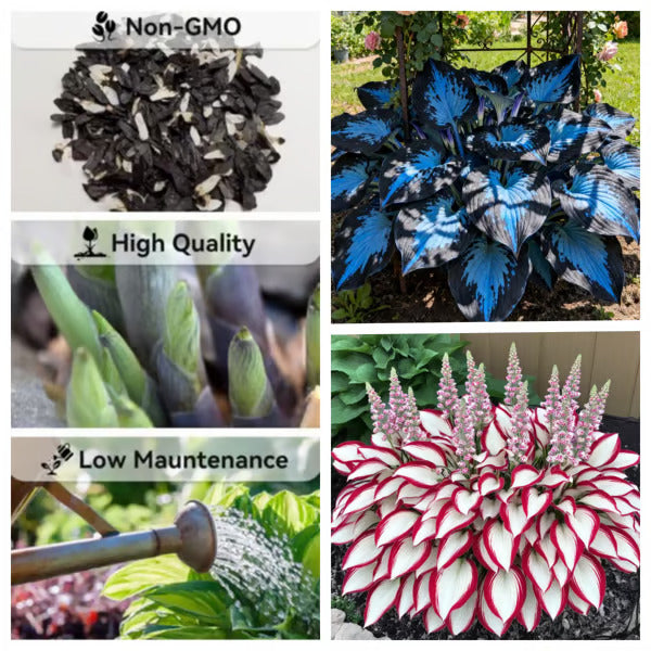 Premium Rare Hosta Seeds🌿Shade-Tolerant Plant
