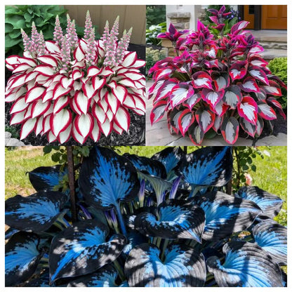 Premium Rare Hosta Seeds🌿Shade-Tolerant Plant