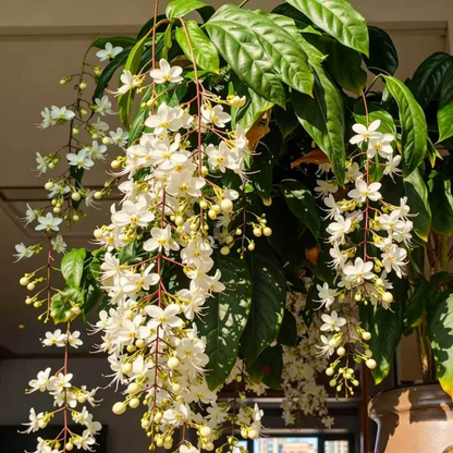 Winter-Friendly Hanging Jasmine—Dreamy Indoor Flower🌿❄️