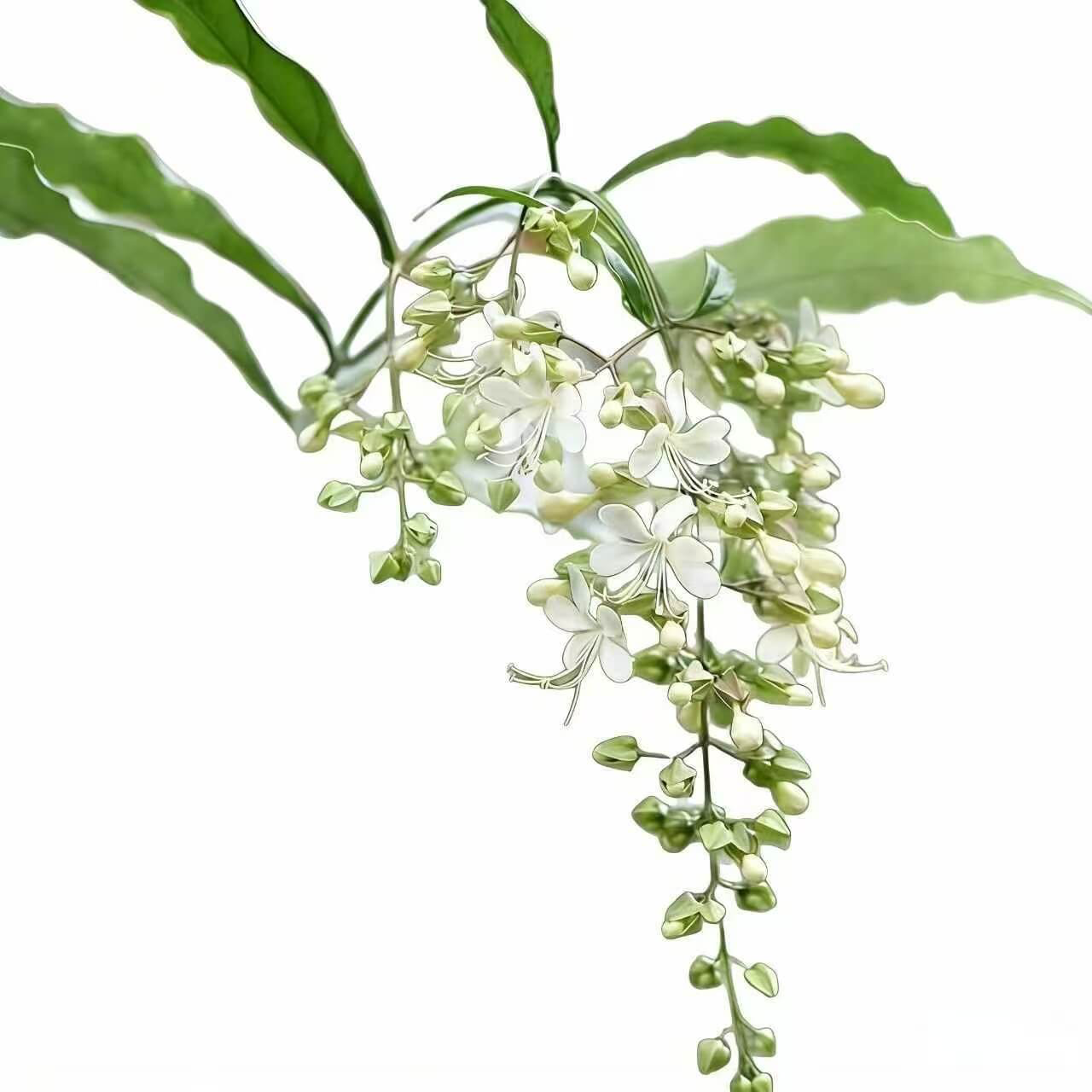 Winter-Friendly Hanging Jasmine—Dreamy Indoor Flower🌿❄️