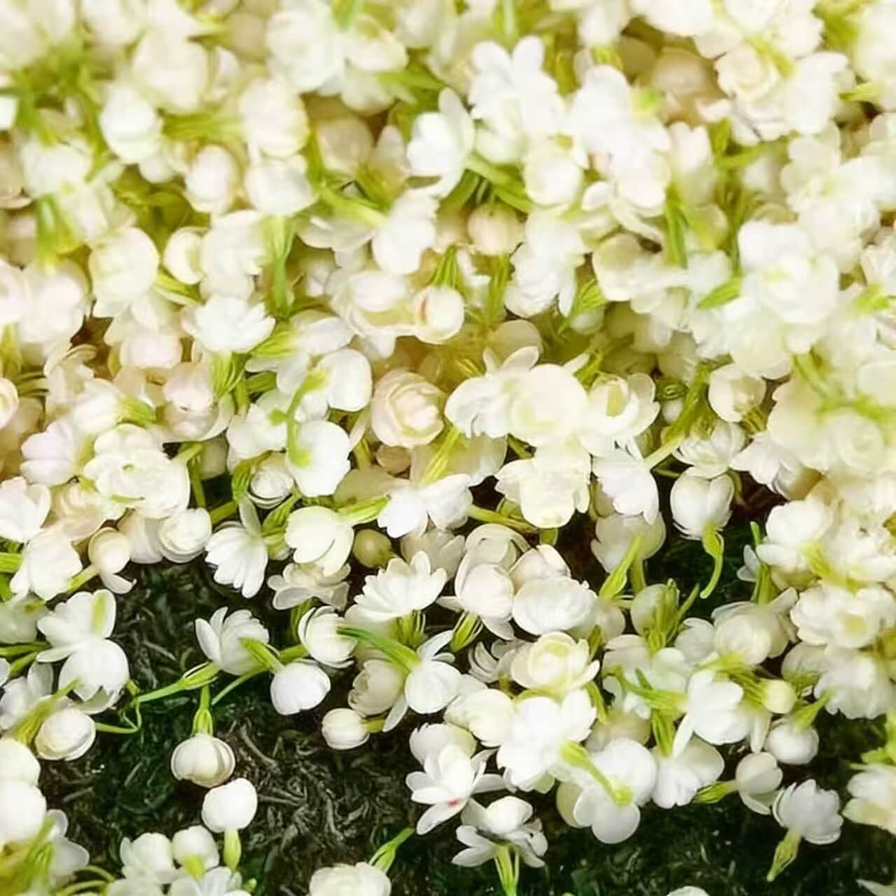 Winter-Friendly Hanging Jasmine—Dreamy Indoor Flower🌿❄️