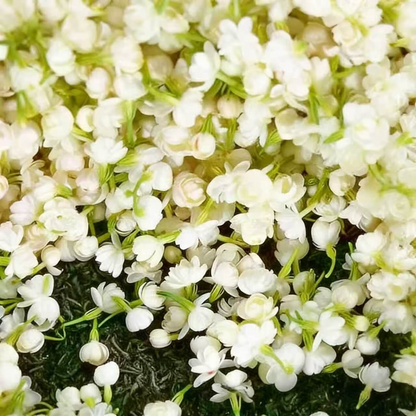 Winter-Friendly Hanging Jasmine—Dreamy Indoor Flower🌿❄️