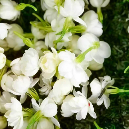 Winter-Friendly Hanging Jasmine—Dreamy Indoor Flower🌿❄️
