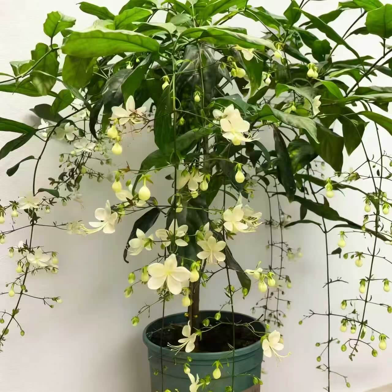 Winter-Friendly Hanging Jasmine—Dreamy Indoor Flower🌿❄️