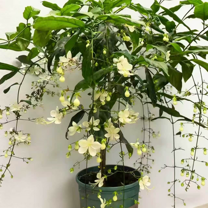 Winter-Friendly Hanging Jasmine—Dreamy Indoor Flower🌿❄️