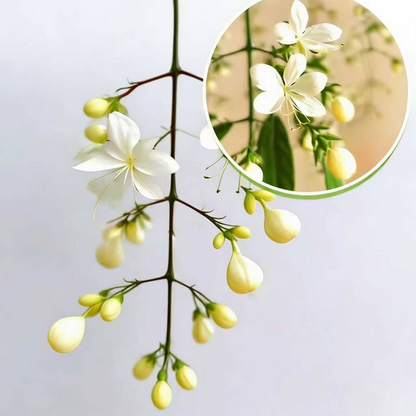 Winter-Friendly Hanging Jasmine—Dreamy Indoor Flower🌿❄️