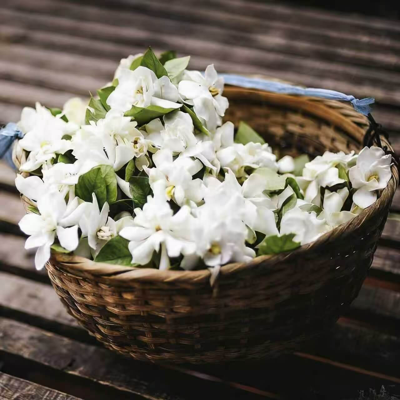 Winter-Friendly Hanging Jasmine—Dreamy Indoor Flower🌿❄️