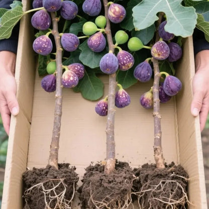 Mission Fig Tree Seeds