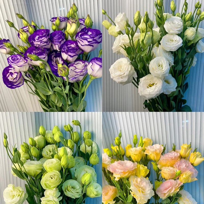 Sowing Lisianthus Flower Seeds for All Seasons🌿Suitable for Beginners