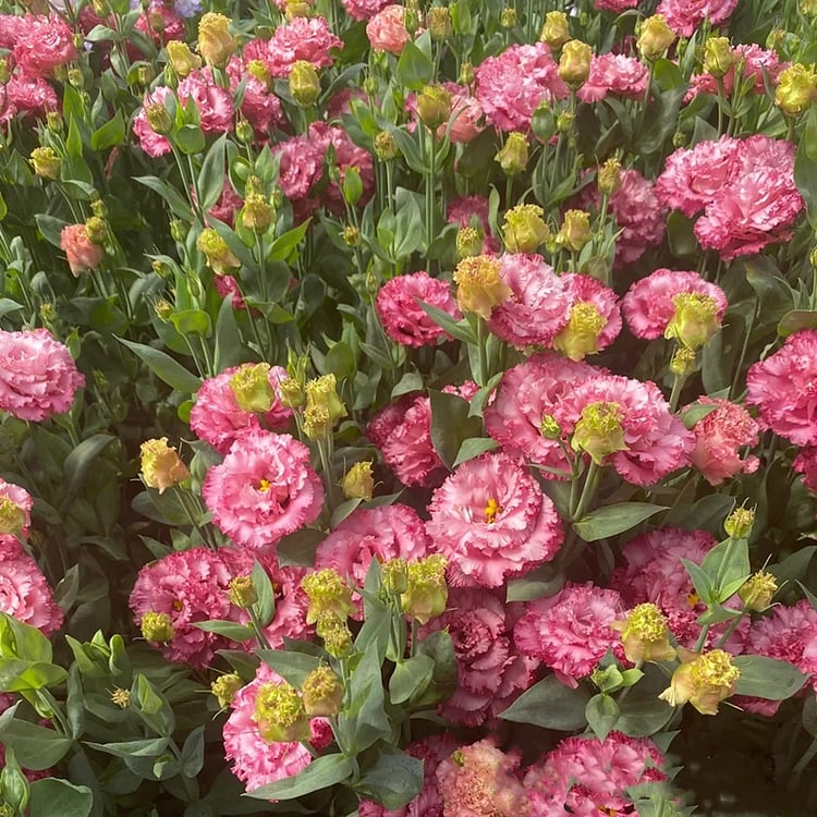 Sowing Lisianthus Flower Seeds for All Seasons🌿Suitable for Beginners