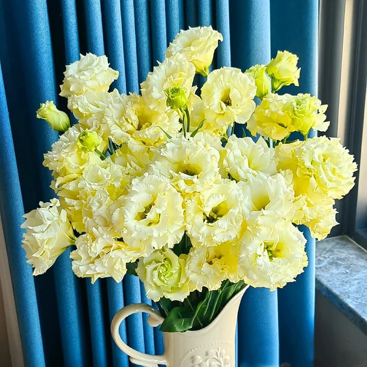 Sowing Lisianthus Flower Seeds for All Seasons🌿Suitable for Beginners