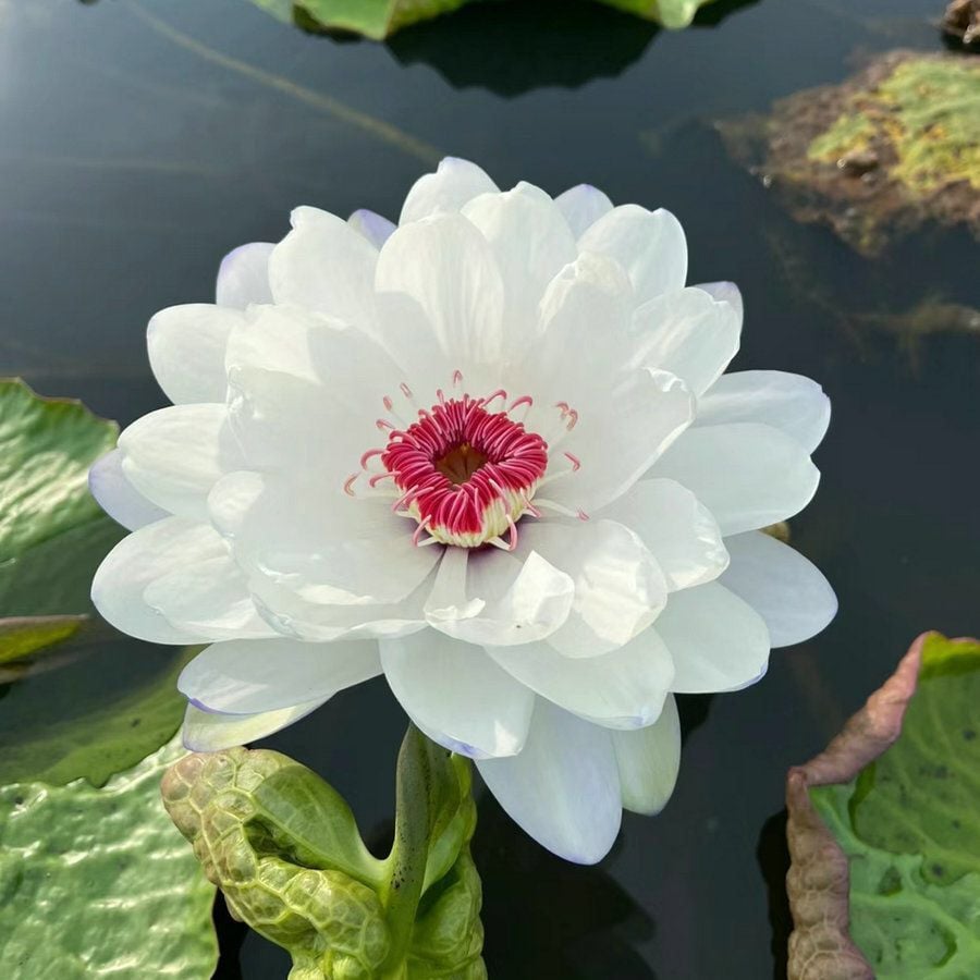 🔥 [7 days germination] Last Day Sale -49% OFF💐The Sacred Bonsai Bowl Lotus Flower