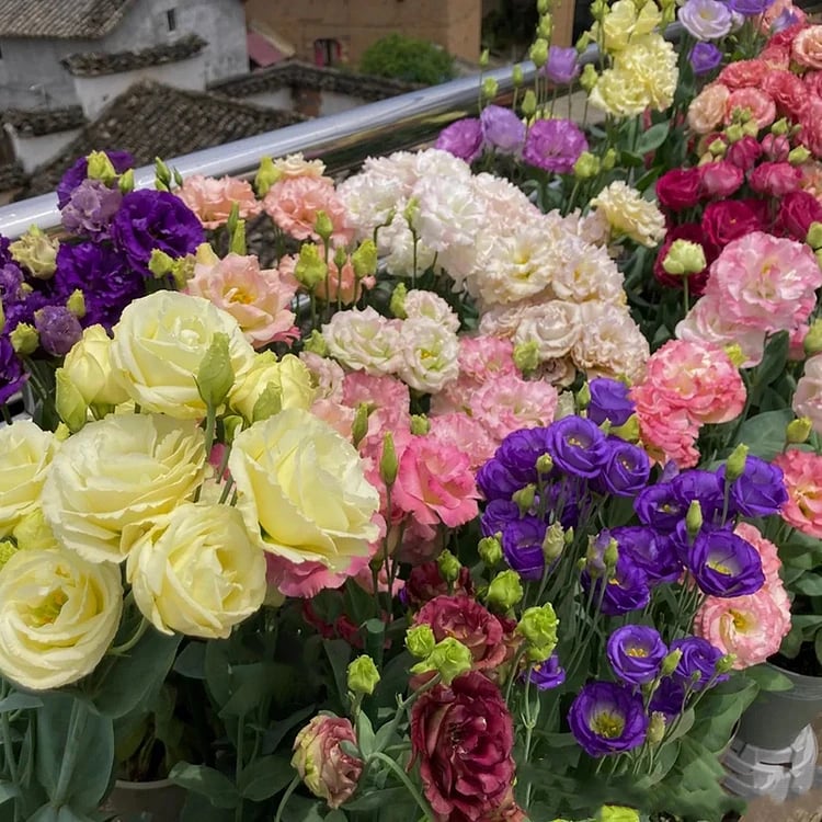 Sowing Lisianthus Flower Seeds for All Seasons🌿Suitable for Beginners