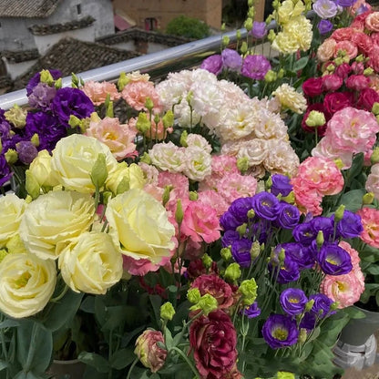Sowing Lisianthus Flower Seeds for All Seasons🌿Suitable for Beginners