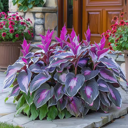 Premium Rare Hosta Seeds🌿Shade-Tolerant Plant