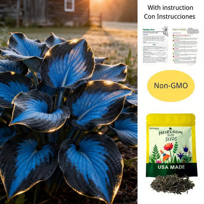 Premium Rare Hosta Seeds🌿Shade-Tolerant Plant