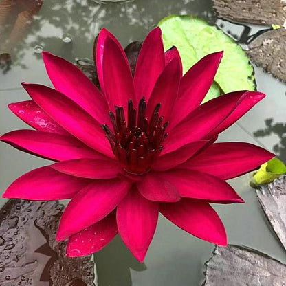 🔥 [7 days germination] Last Day Sale -49% OFF💐The Sacred Bonsai Bowl Lotus Flower