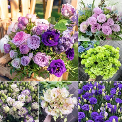 Sowing Lisianthus Flower Seeds for All Seasons🌿Suitable for Beginners