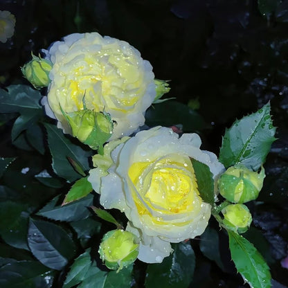 Sowing Lisianthus Flower Seeds for All Seasons🌿Suitable for Beginners