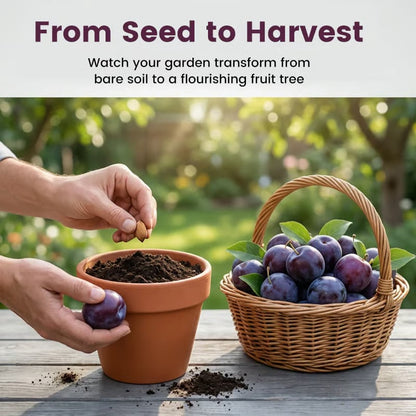 🍑 Heirloom Non-GMO Grafted Plum Tree Live Seeds