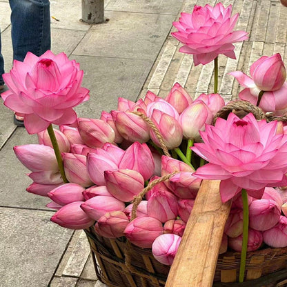 🌸[7 days germination]💐The Sacred Bonsai Bowl Lotus Flower Potted Plant