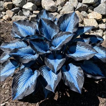 Premium Rare Hosta Seeds🌿Shade-Tolerant Plant