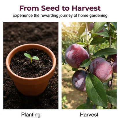 🍑 Heirloom Non-GMO Grafted Plum Tree Live Seeds