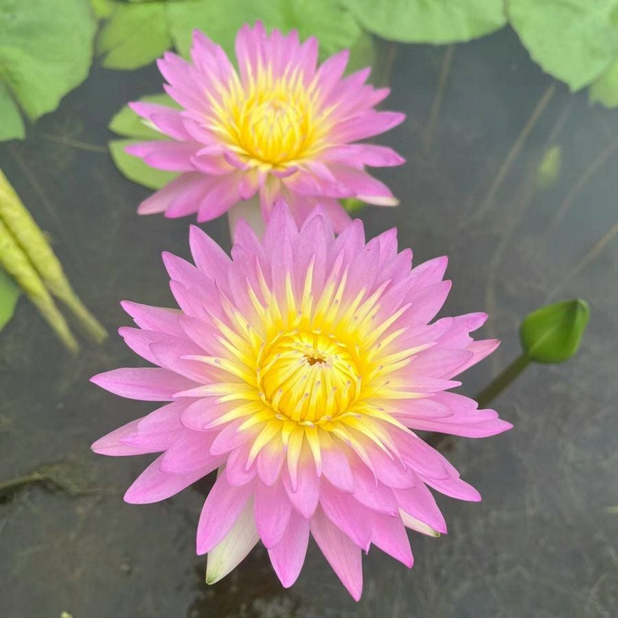 🔥 [7 days germination] Last Day Sale -49% OFF💐The Sacred Bonsai Bowl Lotus Flower