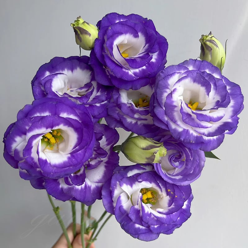 Sowing Lisianthus Flower Seeds for All Seasons🌿Suitable for Beginners