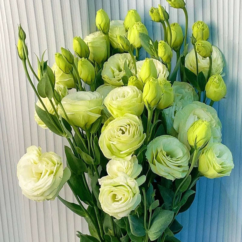 Sowing Lisianthus Flower Seeds for All Seasons🌿Suitable for Beginners