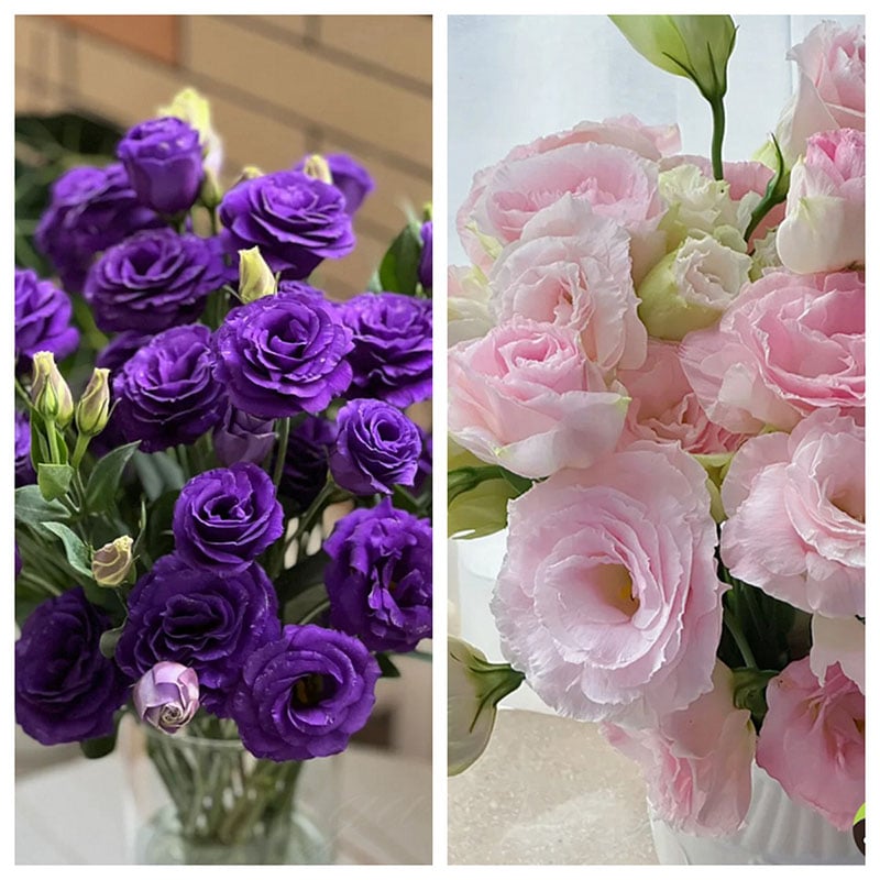 Sowing Lisianthus Flower Seeds for All Seasons🌿Suitable for Beginners