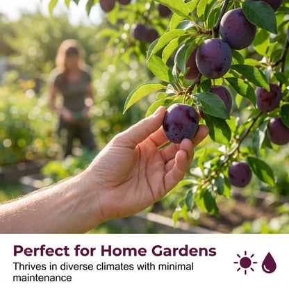 🍑 Heirloom Non-GMO Grafted Plum Tree Live Seeds