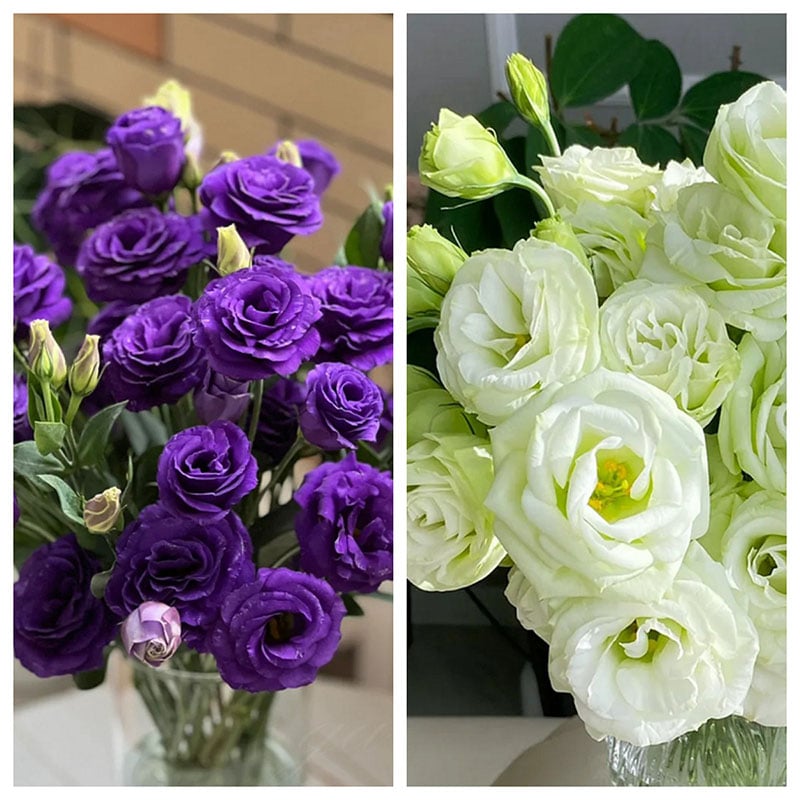 Sowing Lisianthus Flower Seeds for All Seasons🌿Suitable for Beginners