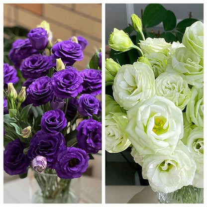Sowing Lisianthus Flower Seeds for All Seasons🌿Suitable for Beginners