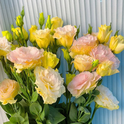 Sowing Lisianthus Flower Seeds for All Seasons🌿Suitable for Beginners