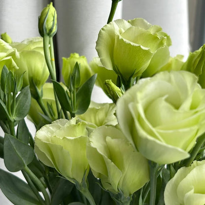Sowing Lisianthus Flower Seeds for All Seasons🌿Suitable for Beginners