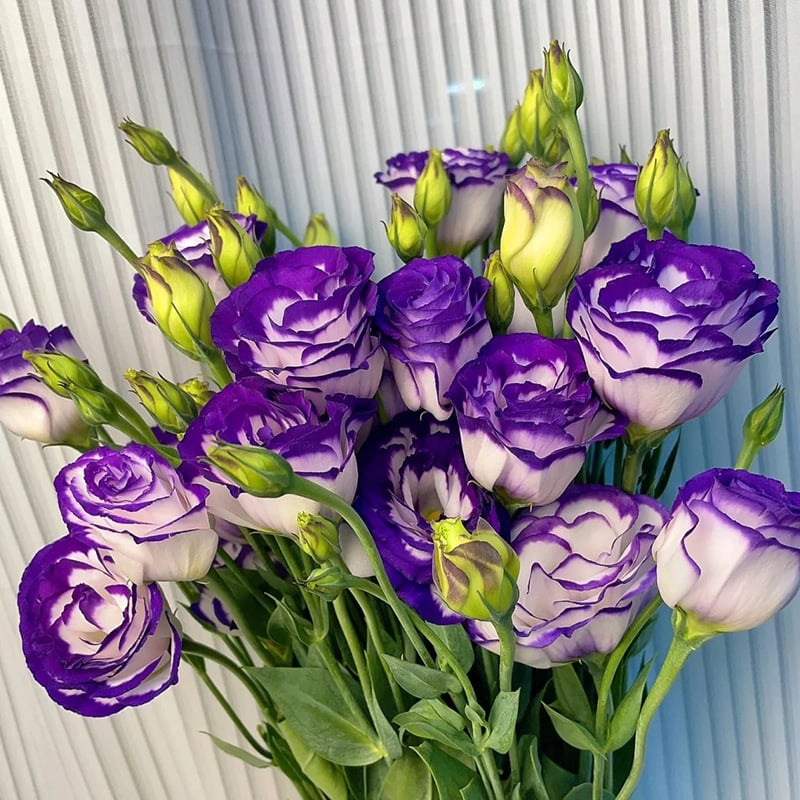 Sowing Lisianthus Flower Seeds for All Seasons🌿Suitable for Beginners