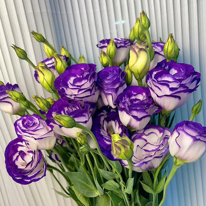 Sowing Lisianthus Flower Seeds for All Seasons🌿Suitable for Beginners