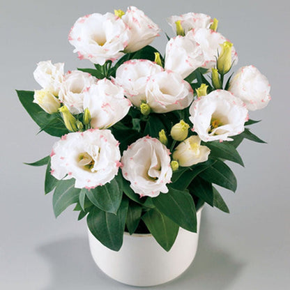 Sowing Lisianthus Flower Seeds for All Seasons🌿Suitable for Beginners