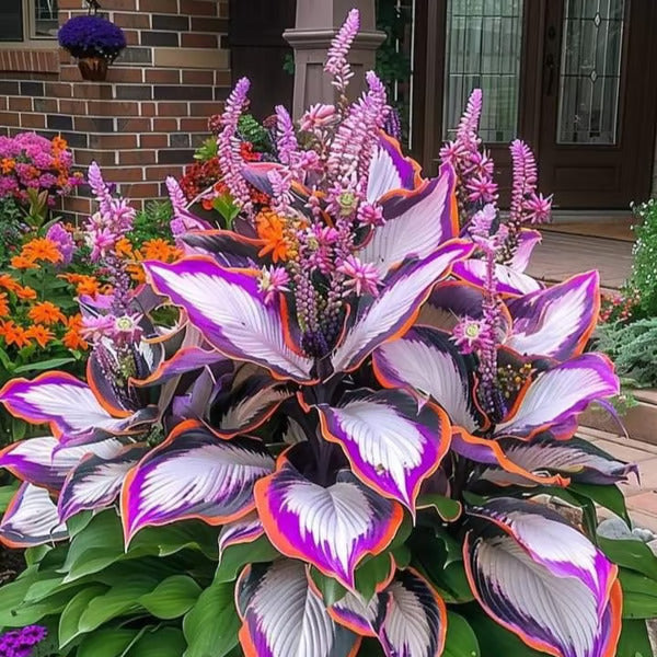 Premium Rare Hosta Seeds🌿Shade-Tolerant Plant