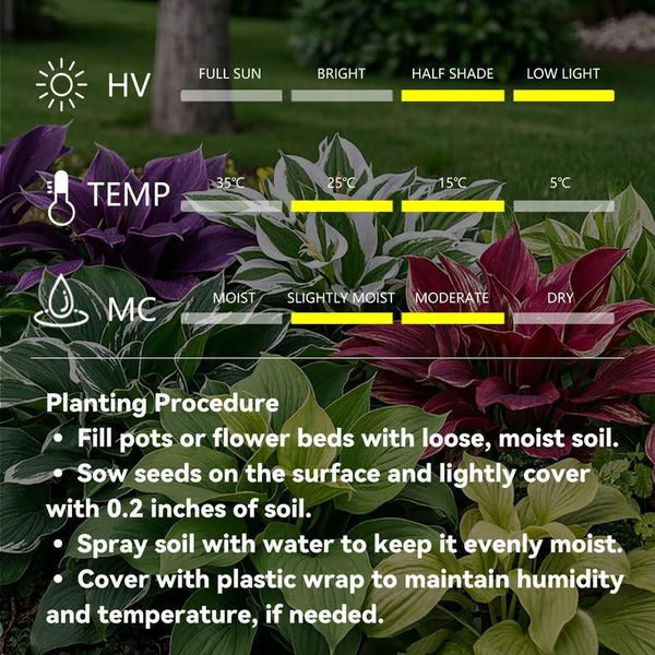 Premium Rare Hosta Seeds🌿Shade-Tolerant Plant