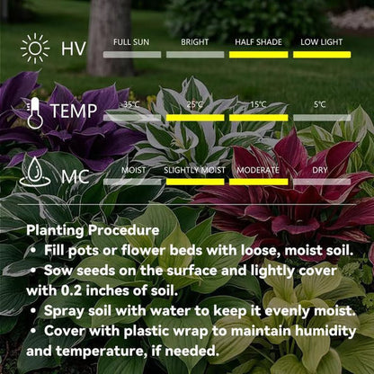 Premium Rare Hosta Seeds🌿Shade-Tolerant Plant