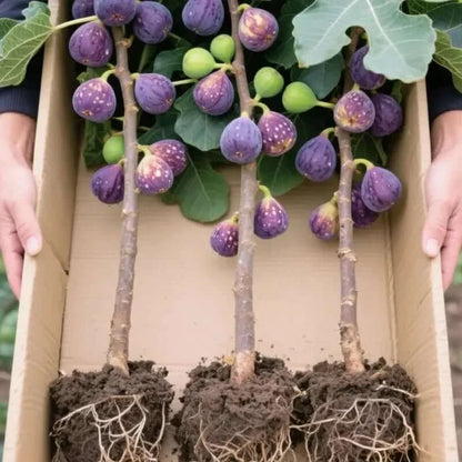 Mission Fig Tree Seeds